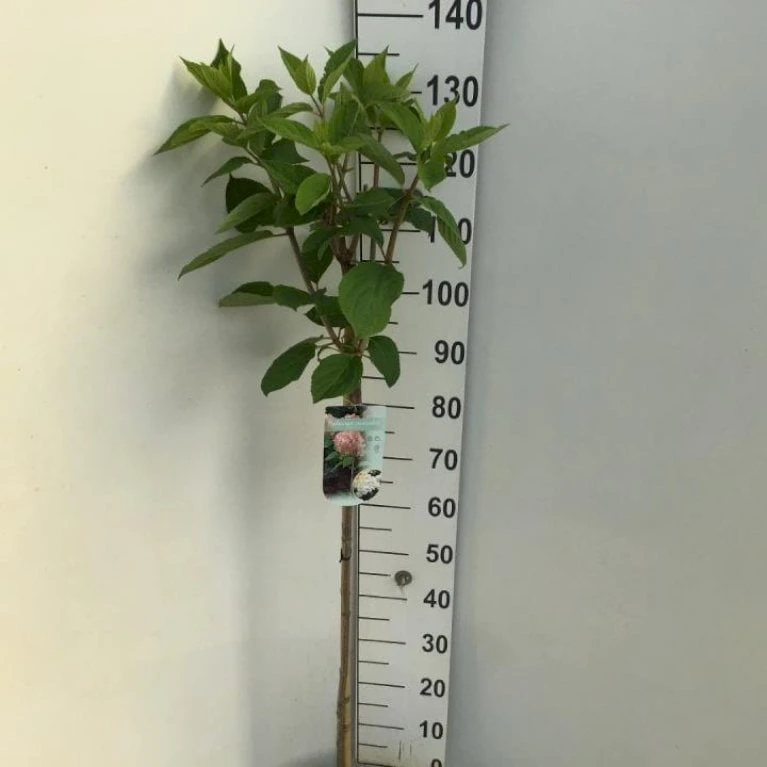 Syrén-Hortensia 'Phantom' Hydrangea Paniculata 'Phantom' Opstammet 90 Cm. 7,5 Liter Potte 3 Syrén-Hortensia 'Phantom' Hydrangea Paniculata 'Phantom' Opstammet 90 Cm. 7,5 Liter Potte