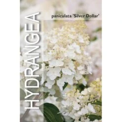 Syrén-Hortensia 'Silver Dollar' Hydrangea Paniculata 'Silver Dollar' Potte 3,0 Liter,- 25-30 Cm. -Osmo Salgsbutik p32192 38374 image b532