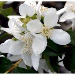 Uægte Jasmin 'Lemoinei' Philadelphus 'Lemoinei' Potte 6,5 Liter 60-80 Cm. 8 Uægte Jasmin 'Lemoinei' Philadelphus 'Lemoinei' Potte 6,5 Liter 60-80 Cm. -Osmo Salgsbutik p32363 40268 philadelphus lemoinei aa11