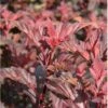 Blærespiræa 'Diable D'Or'® Physocarpus Opulif. 'Diable D'Or'® 5 Liter Potte 1 Blærespiræa 'Diable D'Or'® Physocarpus Opulif. 'Diable D'Or'® 5 Liter Potte -Osmo Salgsbutik p32397 36140 physocarpus opulif diablo d or 2799