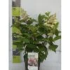 Syrén-Hortensia 'Pinky-Winky' ® Hydrangea Paniculata 'Pinky-winky' ® Potte 4,0 Liter,- 40-50 Cm. 1 Syrén-Hortensia 'Pinky-Winky' ® Hydrangea Paniculata 'Pinky-winky' ® Potte 4,0 Liter,- 40-50 Cm. -Osmo Salgsbutik p3270 41846 hydrangea paniculata pinky winky 6bf5