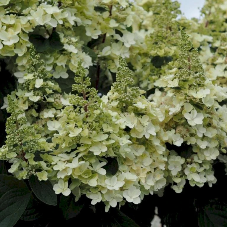 Syrén-Hortensia 'Pinky-Winky' ® Hydrangea Paniculata 'Pinky-winky' ® Potte 4,0 Liter,- 40-50 Cm. 5 Syrén-Hortensia 'Pinky-Winky' ® Hydrangea Paniculata 'Pinky-winky' ® Potte 4,0 Liter,- 40-50 Cm. - Billede 3