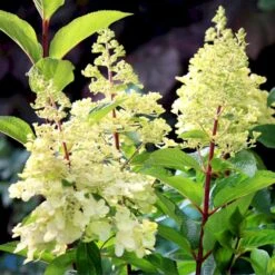 Syrén-Hortensia 'Pinky-Winky' ® Hydrangea Paniculata 'Pinky-winky' ® Potte 4,0 Liter,- 40-50 Cm. 16 Syrén-Hortensia 'Pinky-Winky' ® Hydrangea Paniculata 'Pinky-winky' ® Potte 4,0 Liter,- 40-50 Cm. -Osmo Salgsbutik p3270 47363 hydrangea paniculata pinky winky 40dc