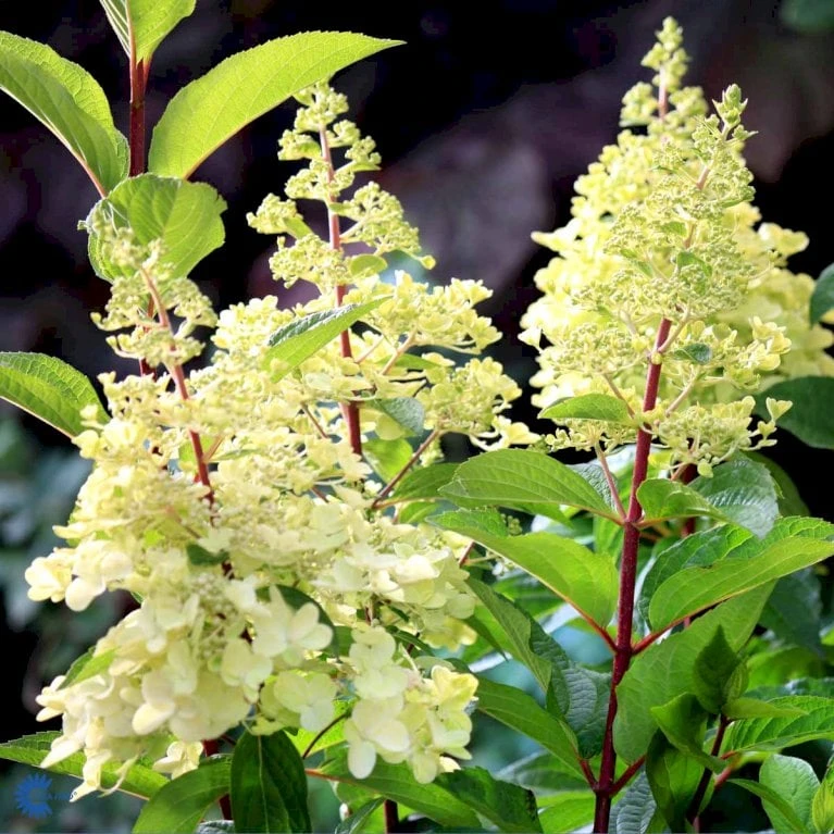 Syrén-Hortensia 'Pinky-Winky' ® Hydrangea Paniculata 'Pinky-winky' ® Potte 4,0 Liter,- 40-50 Cm. 6 Syrén-Hortensia 'Pinky-Winky' ® Hydrangea Paniculata 'Pinky-winky' ® Potte 4,0 Liter,- 40-50 Cm. - Billede 4