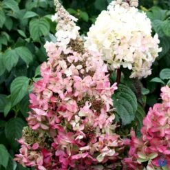 Syrén-Hortensia 'Pinky-Winky' ® Hydrangea Paniculata 'Pinky-winky' ® Potte 4,0 Liter,- 40-50 Cm. 17 Syrén-Hortensia 'Pinky-Winky' ® Hydrangea Paniculata 'Pinky-winky' ® Potte 4,0 Liter,- 40-50 Cm. -Osmo Salgsbutik p3270 47364 hydrangea paniculata pinky winky 8ea2