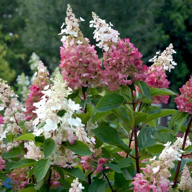 Syrén-Hortensia 'Pinky-Winky' ® Hydrangea Paniculata 'Pinky-winky' ® Potte 4,0 Liter,- 40-50 Cm. 8 Syrén-Hortensia 'Pinky-Winky' ® Hydrangea Paniculata 'Pinky-winky' ® Potte 4,0 Liter,- 40-50 Cm. - Billede 6