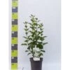 Preston Syrén 'Agnes Smith' Syringa 'Agnes Smith' Potte 4,0 Liter,- 50-60 Cm.