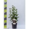 Preston Syrén 'Redwine' Syringa Prestoniae 'Redwine' Potte 4,0 Liter,- 50-60 Cm. 1 Preston Syrén 'Redwine' Syringa Prestoniae 'Redwine' Potte 4,0 Liter,- 50-60 Cm. -Osmo Salgsbutik p32757 41939 syringa prestoniae redwine 4e18