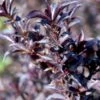 Klokkebusk 'Minor Black' Weigela 'Minor Black(R) 5 Liter Potte -Osmo Salgsbutik p32915 48981 weigela minor black r 8de6