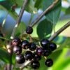 Storfrugtet Surbær 'Hugin' Aronia Melanocarpa 'Hugin' Potte 3,0 Liter,- Opbundet 1 Storfrugtet Surbær 'Hugin' Aronia Melanocarpa 'Hugin' Potte 3,0 Liter,- Opbundet -Osmo Salgsbutik p32935 48509 aronia melanocarpa hugin fb30
