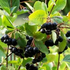 Storfrugtet Surbær 'Hugin' Aronia Melanocarpa 'Hugin' Potte 3,0 Liter,- Opbundet 12 Storfrugtet Surbær 'Hugin' Aronia Melanocarpa 'Hugin' Potte 3,0 Liter,- Opbundet -Osmo Salgsbutik p32935 50533 aronia melanocarpa hugin 0290