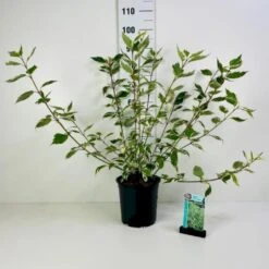 Hvidbroget Kornel 'Sibirica Variegata' Cornus Alba 'Sibirica Variegata' Potte 6,5 Liter 50-60 Cm.