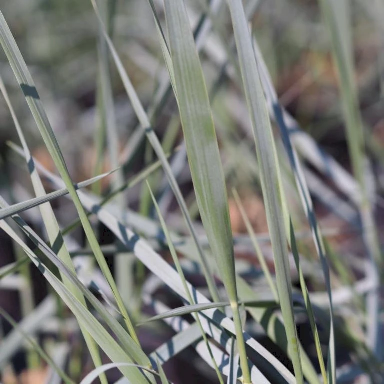 Blå Marehalm 'Blue Dune' Leymus Arenarius 'Blue Dune' 1 Liter Potte 3 Blå Marehalm 'Blue Dune' Leymus Arenarius 'Blue Dune' 1 Liter Potte