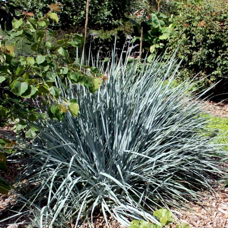 Blå Marehalm 'Blue Dune' Leymus Arenarius 'Blue Dune' 1 Liter Potte 5 Blå Marehalm 'Blue Dune' Leymus Arenarius 'Blue Dune' 1 Liter Potte - Billede 3