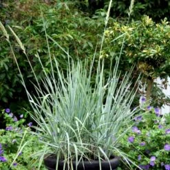 Blå Marehalm 'Blue Dune' Leymus Arenarius 'Blue Dune' 1 Liter Potte 11 Blå Marehalm 'Blue Dune' Leymus Arenarius 'Blue Dune' 1 Liter Potte -Osmo Salgsbutik p33017 50910 leymus arenarius blue dune 0bea