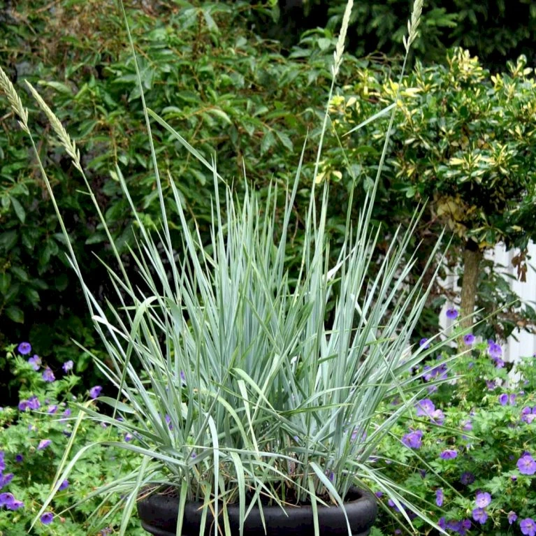 Blå Marehalm 'Blue Dune' Leymus Arenarius 'Blue Dune' 1 Liter Potte 6 Blå Marehalm 'Blue Dune' Leymus Arenarius 'Blue Dune' 1 Liter Potte - Billede 4