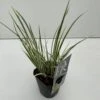 Kalmus 'Argenteostriatus' Acorus Gramineus 'Argenteostriatus' 1 Liter Potte -Osmo Salgsbutik p33018 34080 acorus gramineus argenteostriatus 4c5a