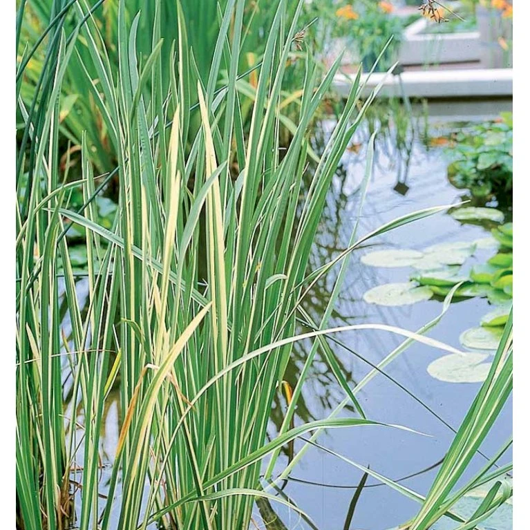 Kalmus 'Argenteostriatus' Acorus Gramineus 'Argenteostriatus' 1 Liter Potte 5 Kalmus 'Argenteostriatus' Acorus Gramineus 'Argenteostriatus' 1 Liter Potte - Billede 3