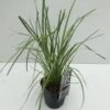 Pampasgræs 'Rosea' Cortaderia Selloana 'Rosea' Potte 2 Liter. -Osmo Salgsbutik p33233 34109 cortaderia selloana rosea 78e2