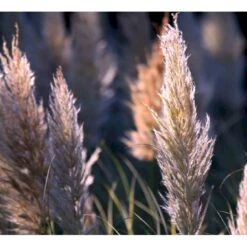 Pampasgræs 'Rosea' Cortaderia Selloana 'Rosea' Potte 2 Liter. -Osmo Salgsbutik p33233 42754 cortaderia selloana rosea ecd1