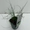 Spiral-Lysesiv Juncus Effusus Spiralis 1 Liter Potte -Osmo Salgsbutik p33277 34119 juncus effusus spiralis 55b7