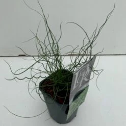Spiral-Lysesiv Juncus Effusus Spiralis 1 Liter Potte