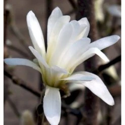 Magnolia 'Wildcat' Magnolia X Loebneri 'Wildcat' 100-125 Cm, Potte 12 Liter