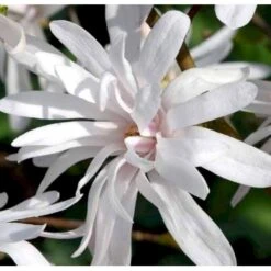 Magnolia 'Wildcat' Magnolia X Loebneri 'Wildcat' 100-125 Cm, Potte 12 Liter -Osmo Salgsbutik p33480 41154 magnolia x loebneri wildcat edc7