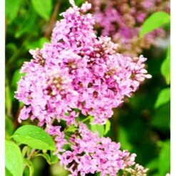 Kinesisk Syrén Syringa Chinensis Med Klump,- 100-120 Cm.