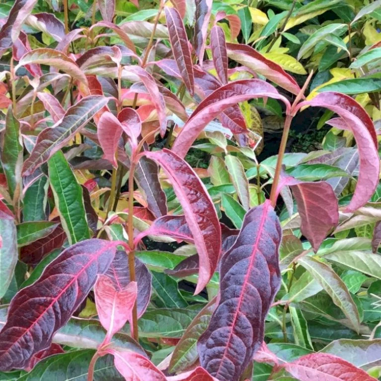 Kongebusk 'Splendid Choiz' Viburnum Nudum 'Splendid Choiz' 5 Liter 3 Kongebusk 'Splendid Choiz' Viburnum Nudum 'Splendid Choiz' 5 Liter