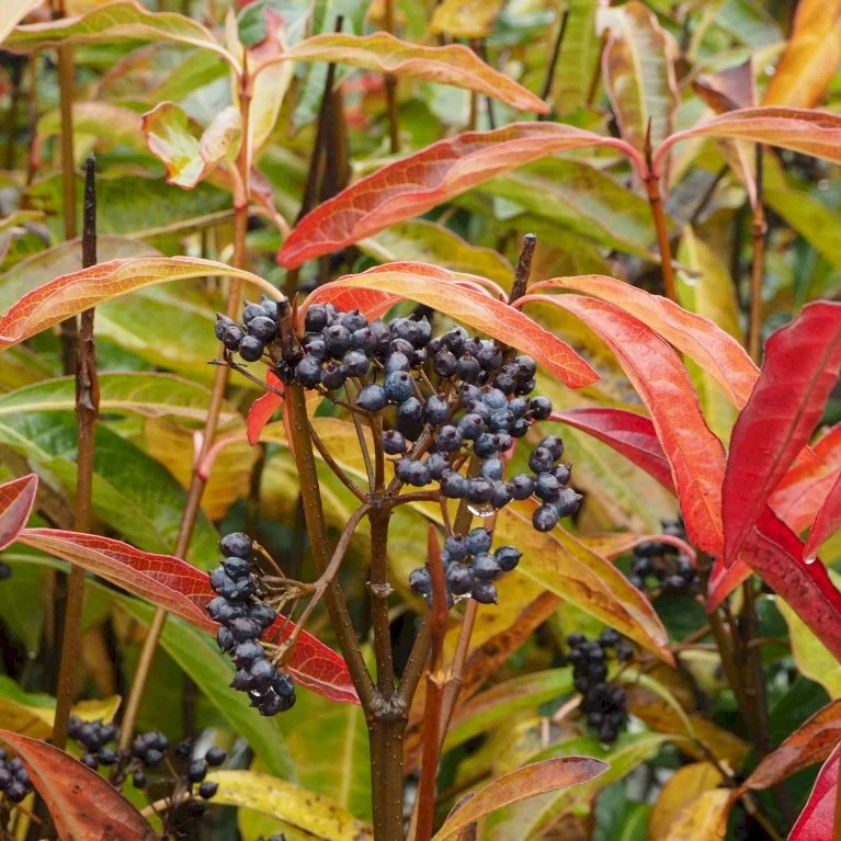 Kongebusk 'Splendid Choiz' Viburnum Nudum 'Splendid Choiz' 5 Liter 4 Kongebusk 'Splendid Choiz' Viburnum Nudum 'Splendid Choiz' 5 Liter - Billede 2