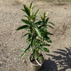 Kongebusk 'Splendid Choiz' Viburnum Nudum 'Splendid Choiz' 5 Liter 7 Kongebusk 'Splendid Choiz' Viburnum Nudum 'Splendid Choiz' 5 Liter -Osmo Salgsbutik p33523 53293 viburnum nudum splendid choiz 0880