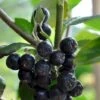 Storfrugtet Surbær 'Viking' Aronia Melanocarpa 'Viking' Potte 3,0 Liter,- Opbundet -Osmo Salgsbutik p33566 48516 aronia melanocarpa viking 1b04