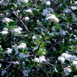 Storfrugtet Surbær 'Viking' Aronia Melanocarpa 'Viking' Potte 3,0 Liter,- Opbundet -Osmo Salgsbutik p33566 48517 aronia melanocarpa viking 6ac4