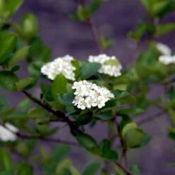 Storfrugtet Surbær 'Viking' Aronia Melanocarpa 'Viking' Potte 3,0 Liter,- Opbundet -Osmo Salgsbutik p33566 48518 aronia melanocarpa viking b33b