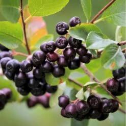 Storfrugtet Surbær 'Viking' Aronia Melanocarpa 'Viking' Potte 3,0 Liter,- Opbundet -Osmo Salgsbutik p33566 50535 aronia melanocarpa viking defc