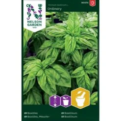 Basilikum 'Ordinary' Ocimum Basilicum L. 'Ordinary'