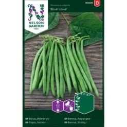 Stangbønne 'Blue Lake' Phaseolus Vulgaris 'Blue Lake'