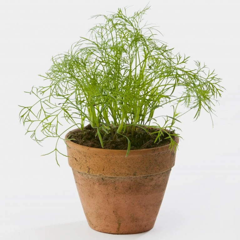 Bladdild 'Gold Crown' Øko Anethum Graveolens L. 'Gold Crown' 4 Bladdild 'Gold Crown' Øko Anethum Graveolens L. 'Gold Crown' - Billede 2