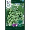 Jungel Agurk Melothria Scabra -Osmo Salgsbutik p33629 36995 melothria scabra 58ac