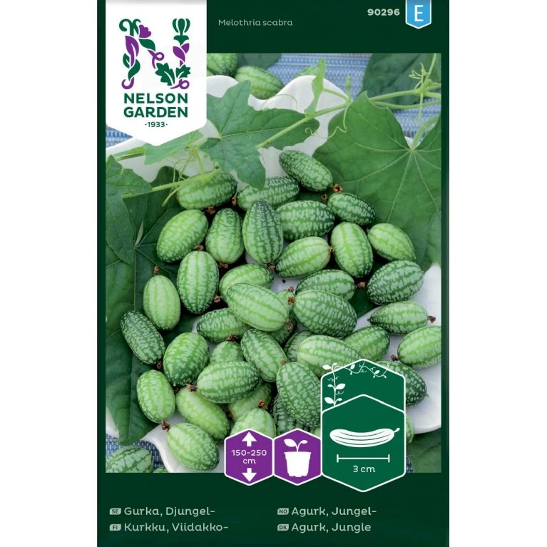 Jungel Agurk Melothria Scabra 2 Jungel Agurk Melothria Scabra