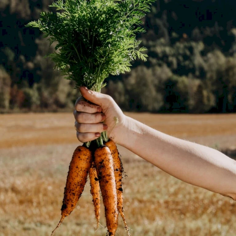 Vintergulerod 'Flakkée 2' Såbånd Daucus Carota L 'Flakkée 2' 4 Vintergulerod 'Flakkée 2' Såbånd Daucus Carota L 'Flakkée 2' - Billede 2