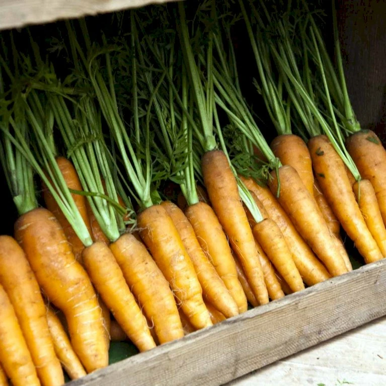 Vintergulerod 'Flakkée 2' Såbånd Daucus Carota L 'Flakkée 2' 5 Vintergulerod 'Flakkée 2' Såbånd Daucus Carota L 'Flakkée 2' - Billede 3