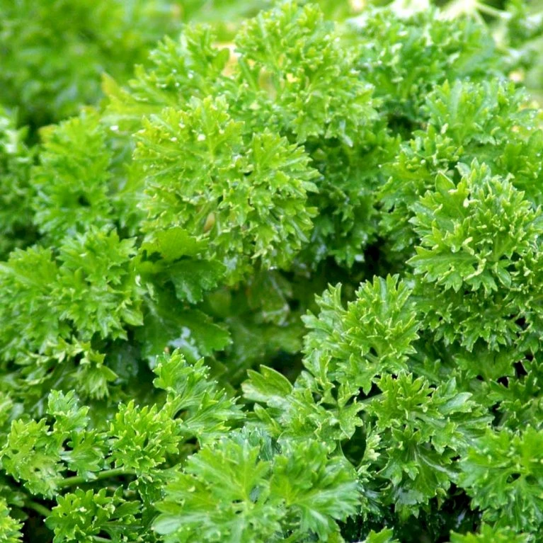 Kruspersille 'Grüne Perle' Øko Petroselinum Crispum 'Grüne Perle' 4 Kruspersille 'Grüne Perle' Øko Petroselinum Crispum 'Grüne Perle' - Billede 2
