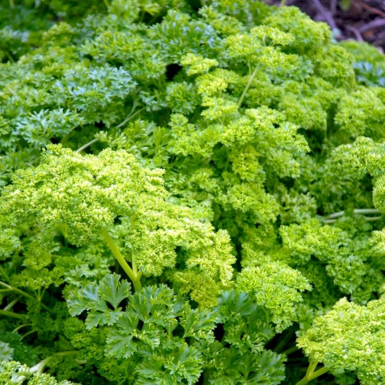 Kruspersille 'Grüne Perle' Øko Petroselinum Crispum 'Grüne Perle' 5 Kruspersille 'Grüne Perle' Øko Petroselinum Crispum 'Grüne Perle' - Billede 3