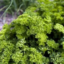 Kruspersille 'Grüne Perle' Øko Petroselinum Crispum 'Grüne Perle' 9 Kruspersille 'Grüne Perle' Øko Petroselinum Crispum 'Grüne Perle' -Osmo Salgsbutik p33730 54636 petroselinum crispum gruene perle de78