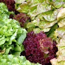 Hovedsalat 'Matilda' Øko Lactuca Sativa 'Matilda' -Osmo Salgsbutik p33765 54656 lactuca sativa matilda b4ee