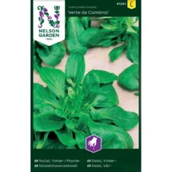 Vårsalat 'Verte De Cambrai' Valerianella Locusta 'Verte De Cambrai'