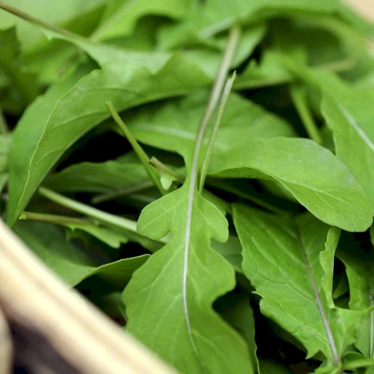 Vild Rucola Øko Diplotaxis Tenufolia 4 Vild Rucola Øko Diplotaxis Tenufolia - Billede 2