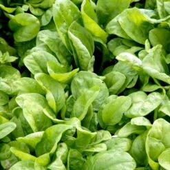 Spinat 'Vroeg Reuzenblad' Øko Spinacia Oleracea L. 'Vroeg Reuzenblad' -Osmo Salgsbutik p33792 54667 spinacia oleracea l vroeg reuzenblad da39